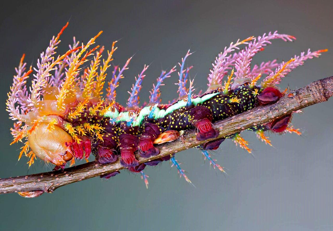 The Saturniidae Caterpillar, the dream giver cometh.