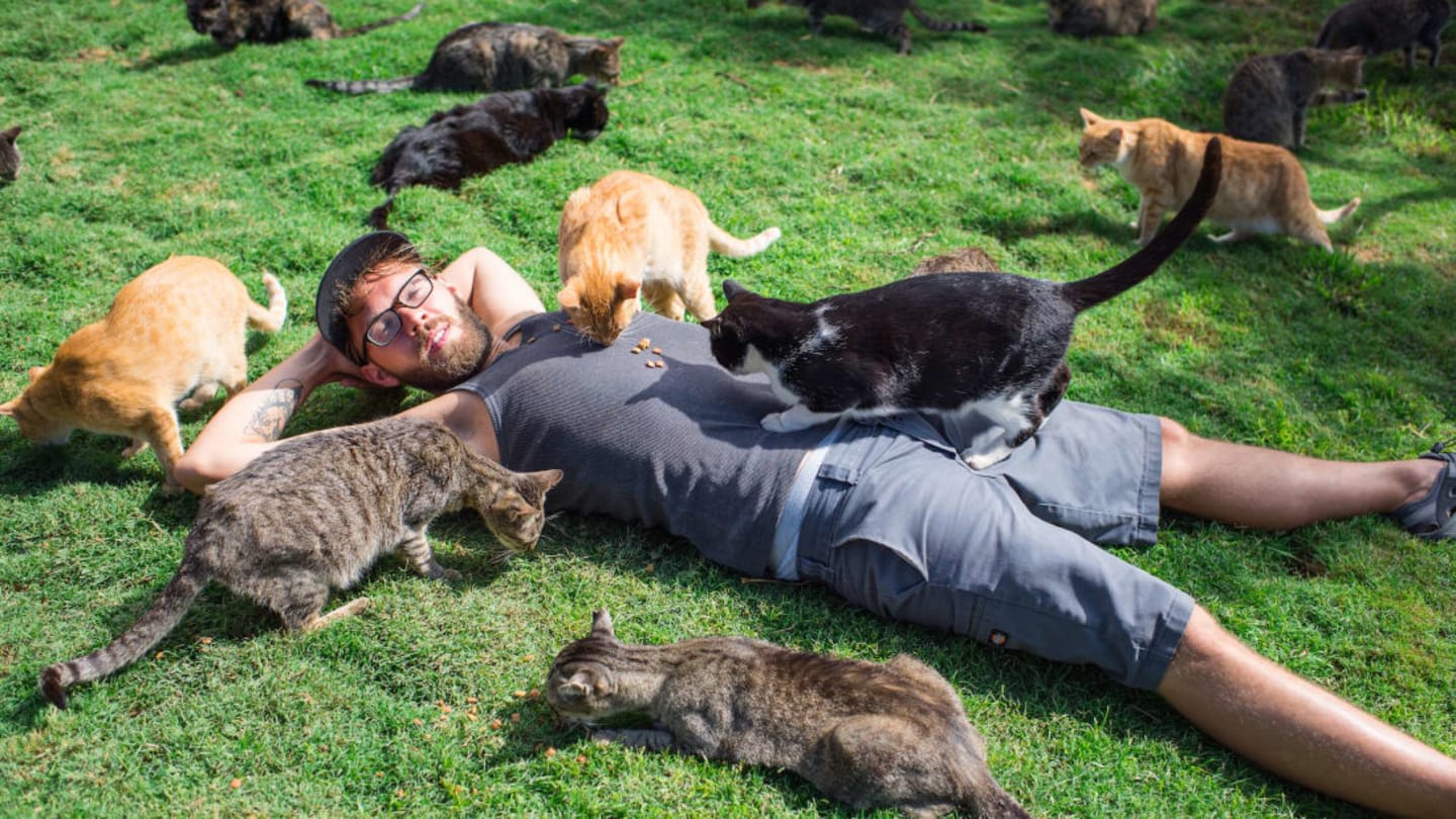 This Hawaii Cat Sanctuary Is Home to More Than 600 Kitties