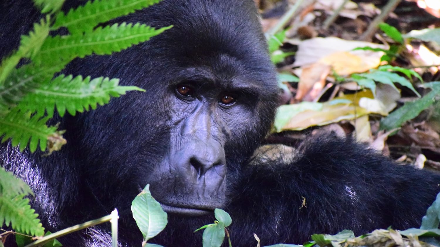 Interesting facts about mountain gorillas in Africa - Exploration of Africa