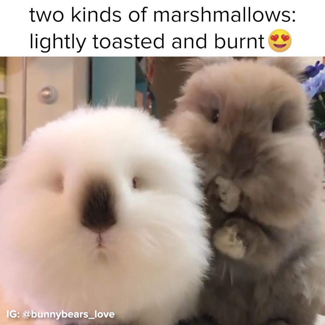 These Bunnies Are Actually Marshmallows