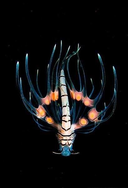 Juvenile Lionfish | Lion fish, Deep sea creatures, Beautiful sea creatures