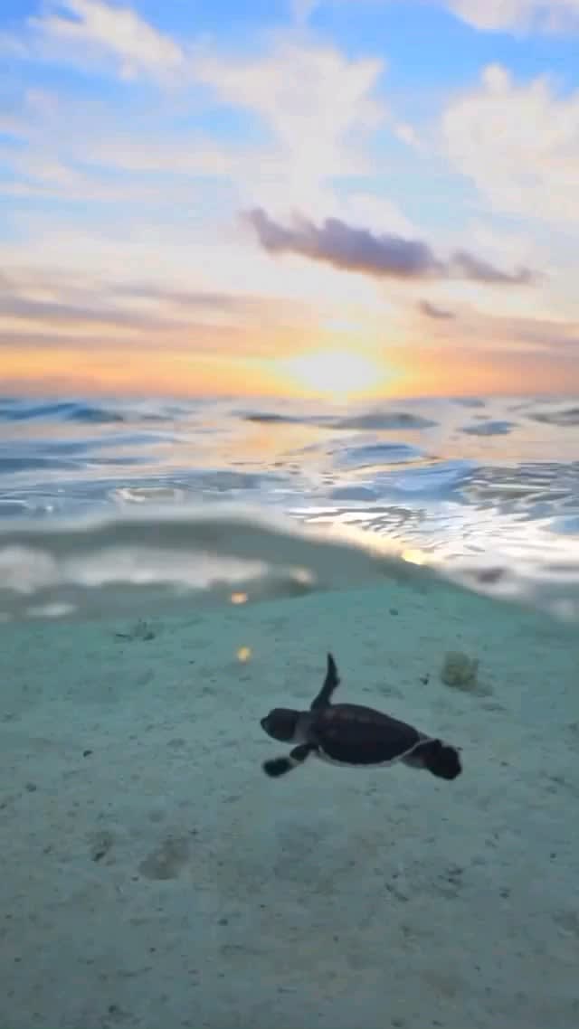 Baby turtle swimming during a sunset.