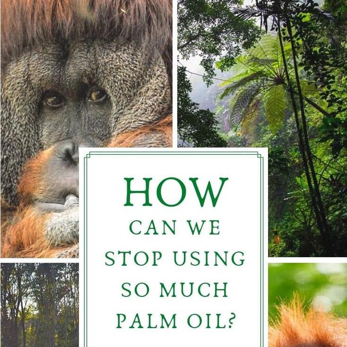 How Can We Stop Using So Much Palm Oil? ⋆ A Rose Tinted World