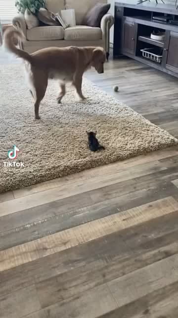 Saw this on TikTok & had to post how smol this kitten is!