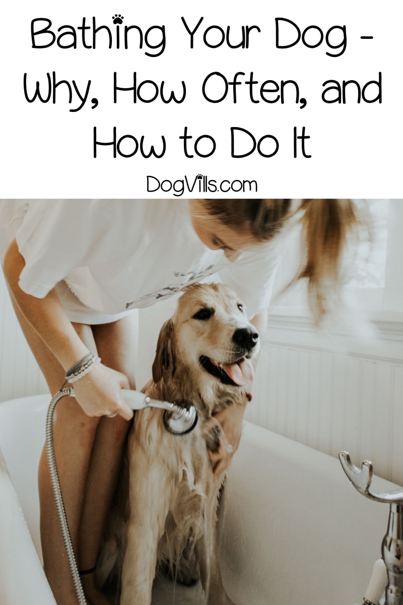 Bathing Your Dog - Why, How Often, and How to Do It