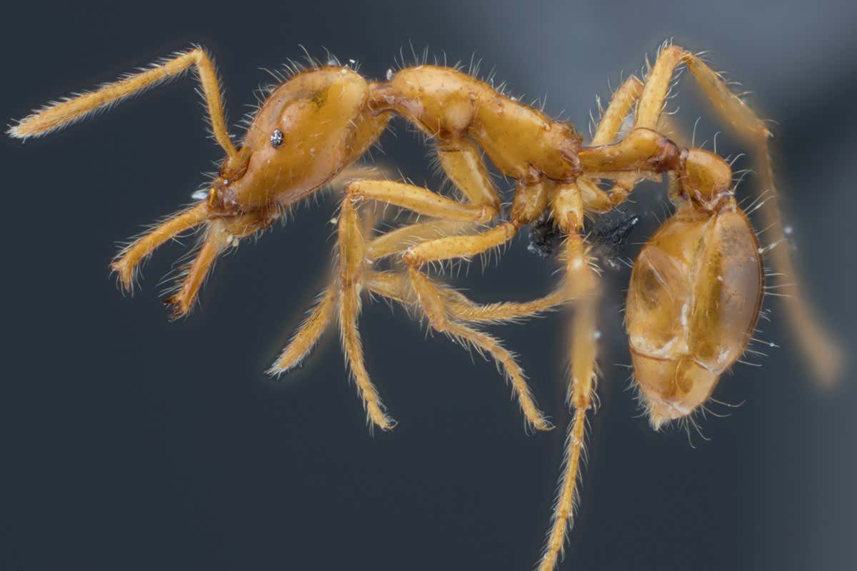 Ant species given first gender-neutral scientific name