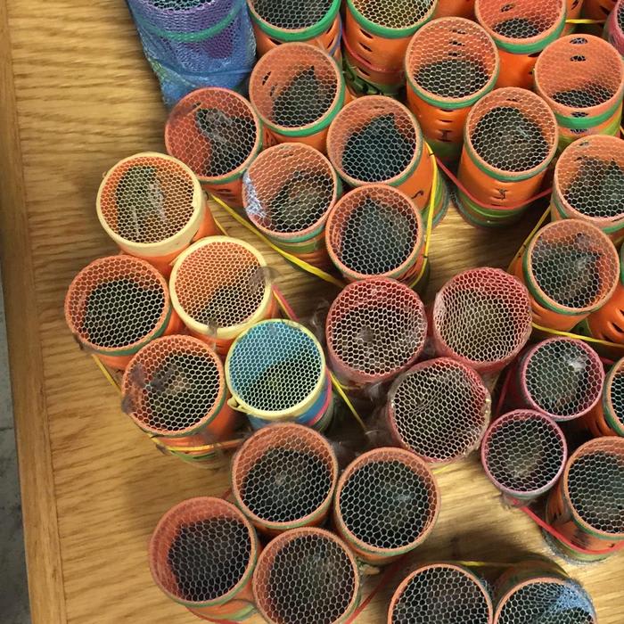 Traveler caught trying to smuggle 70 live birds through JFK in hair rollers