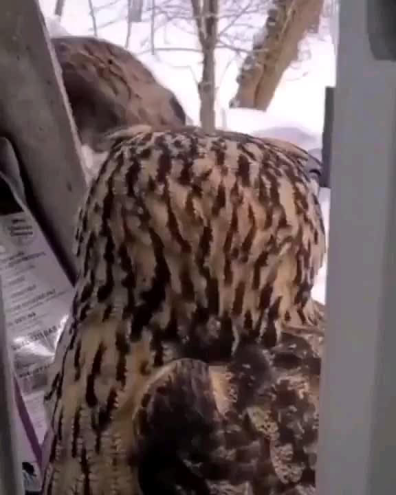 Cat is intrigued by the owl until the owl makes eye contact.