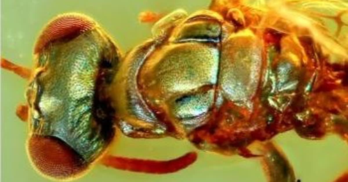Why these 99-million-year-old bugs still shine like diamonds