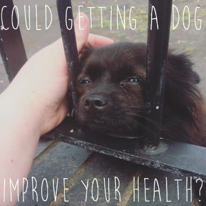 Could Getting A Dog Improve Your Health?