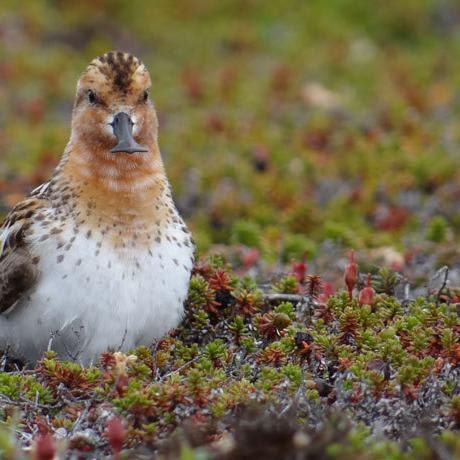 Shorebirds flock to the Arctic to nest safely. Climate change may be ruining that