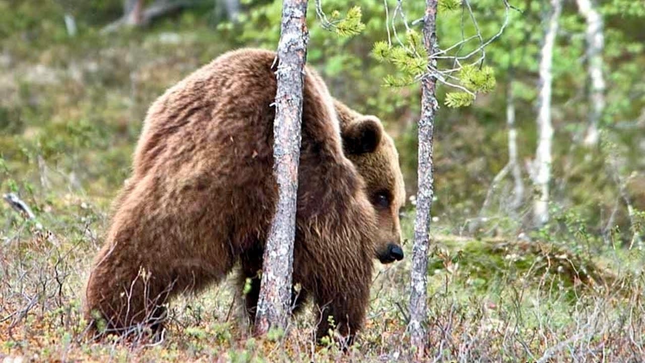 Grizzly Bears that rub their backs against trees are not just trying to scratch that unbearable itch. They are actually doing it to communicate with each other.