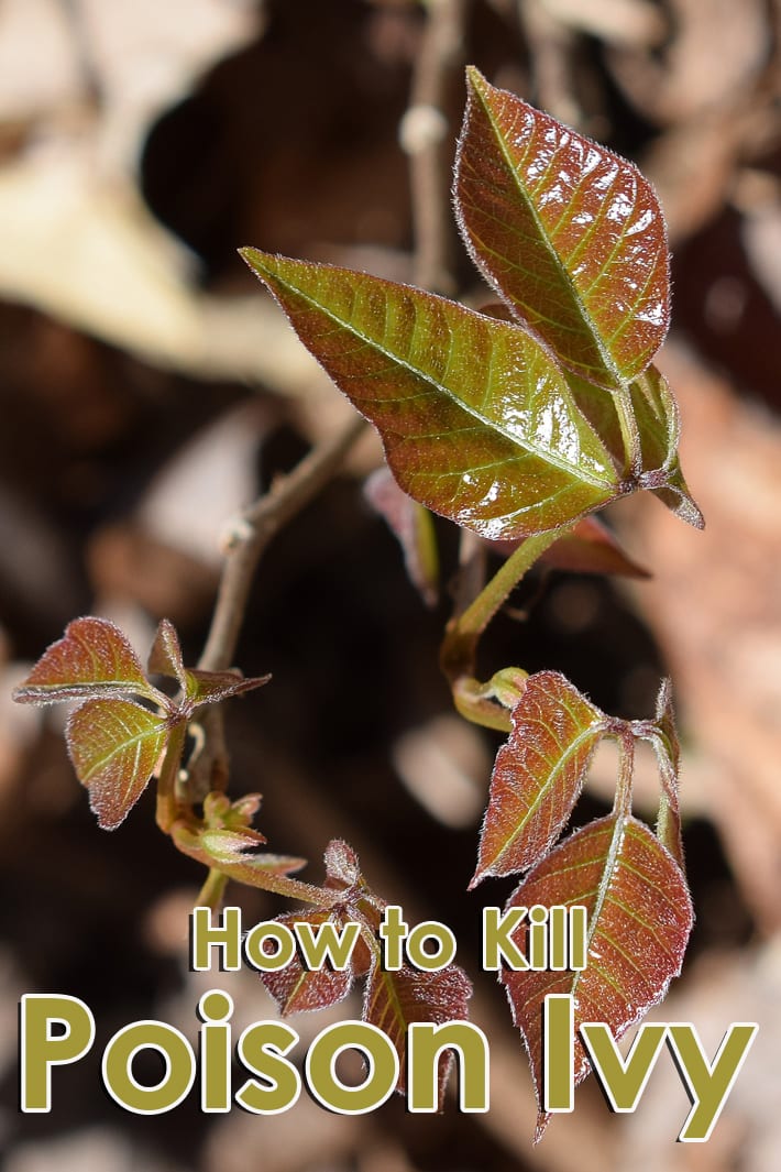 How to Kill Poison Ivy - Quiet Corner