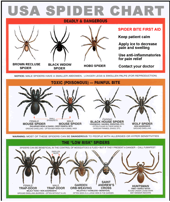 How to Identify Common Dangerous Spiders
