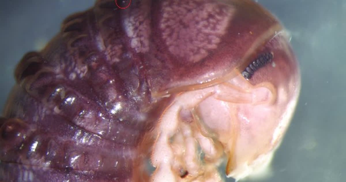 A new parasite that attaches to the genitals of its host has been discovered on Twitter