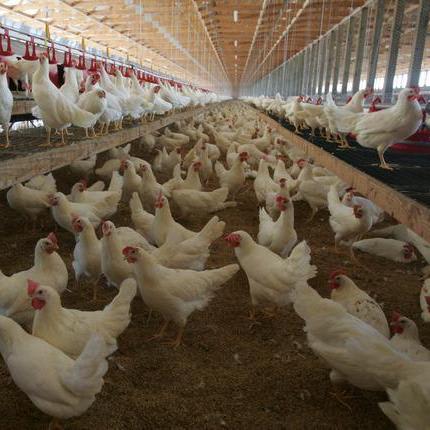 Proposition 12: Cage-free eggs, more room for farm animals on ballot