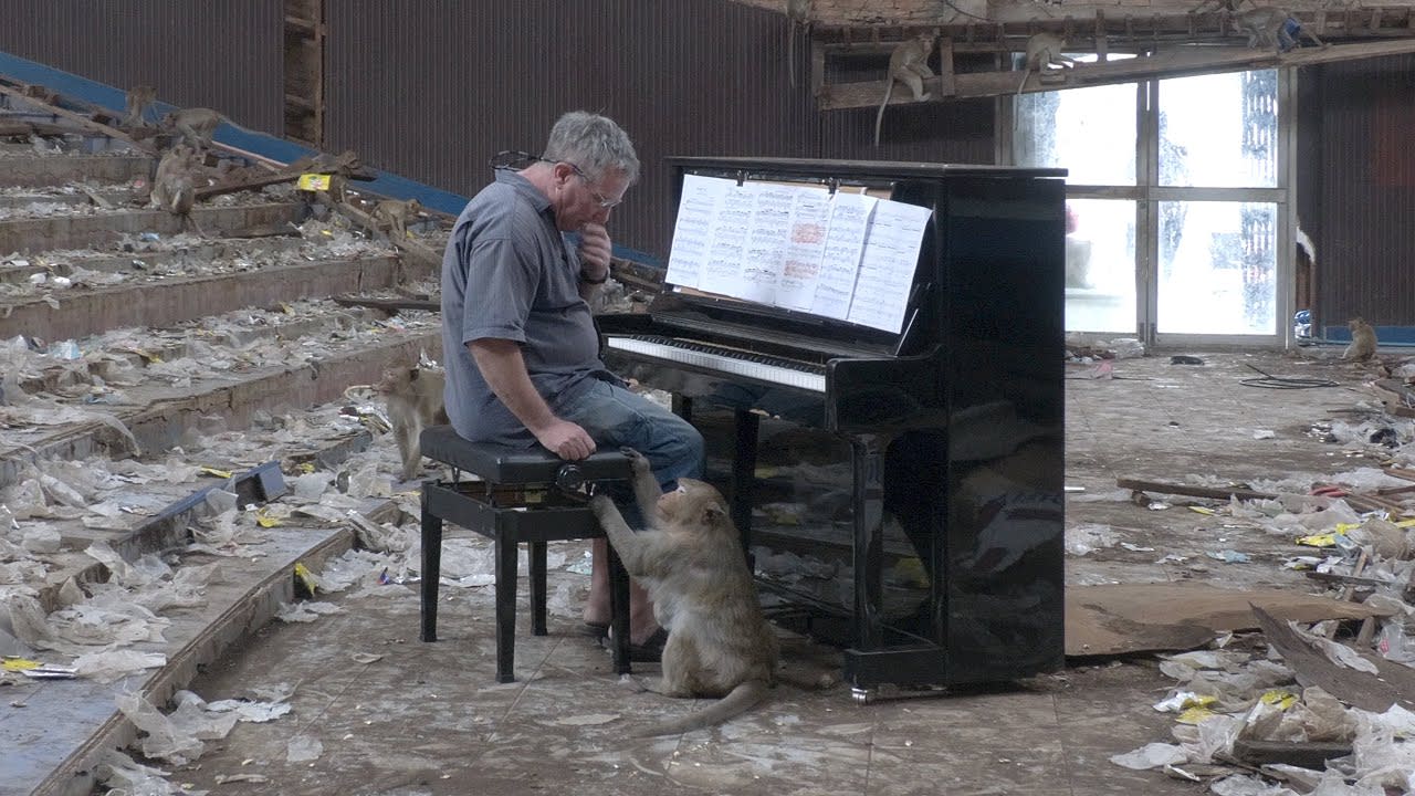 Guy plays a piano in an abandoned cinema that has been overrun with wild macaque monkeys.