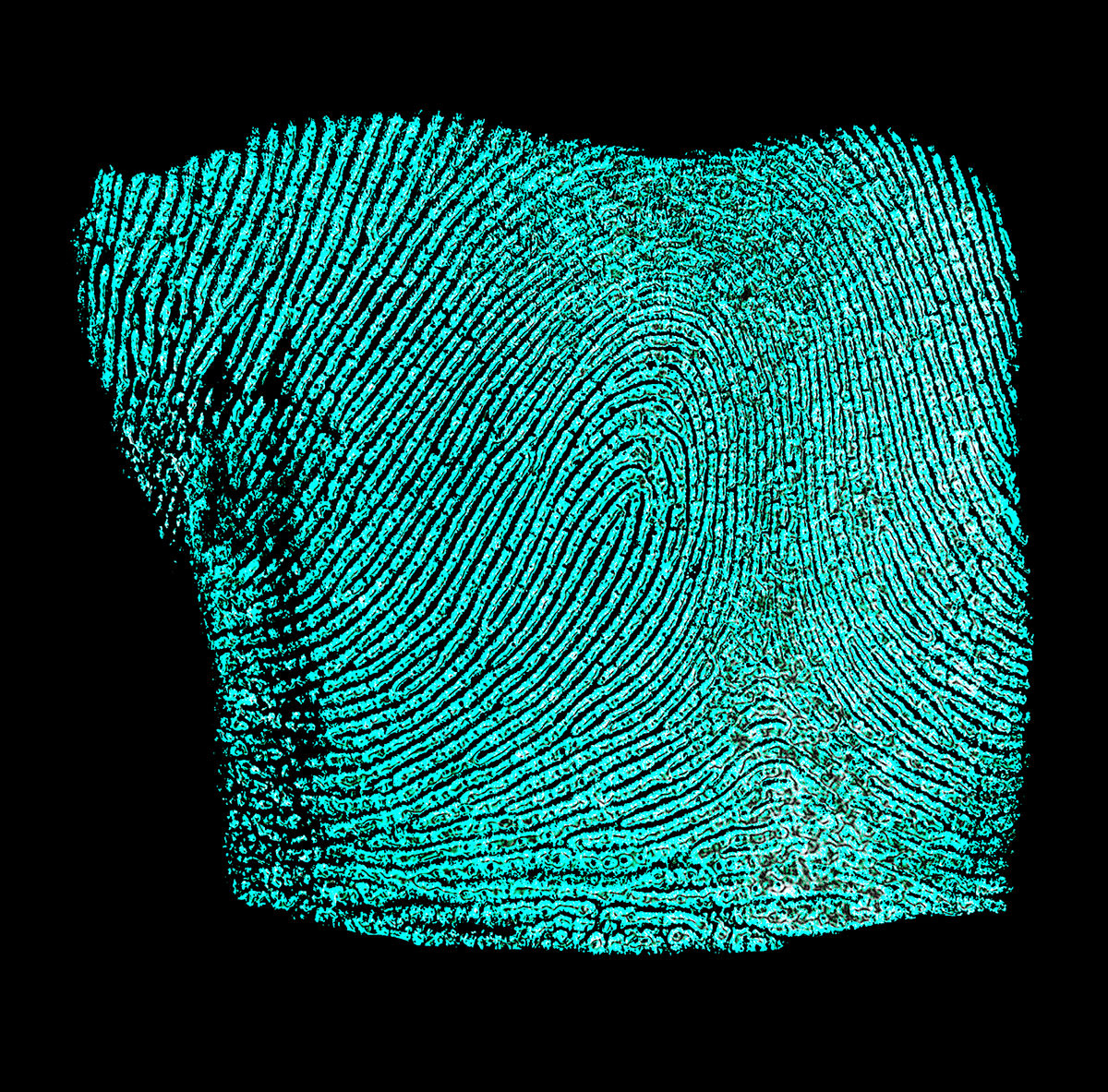Do You Have What It Takes to be a Forensic Fingerprint Examiner?