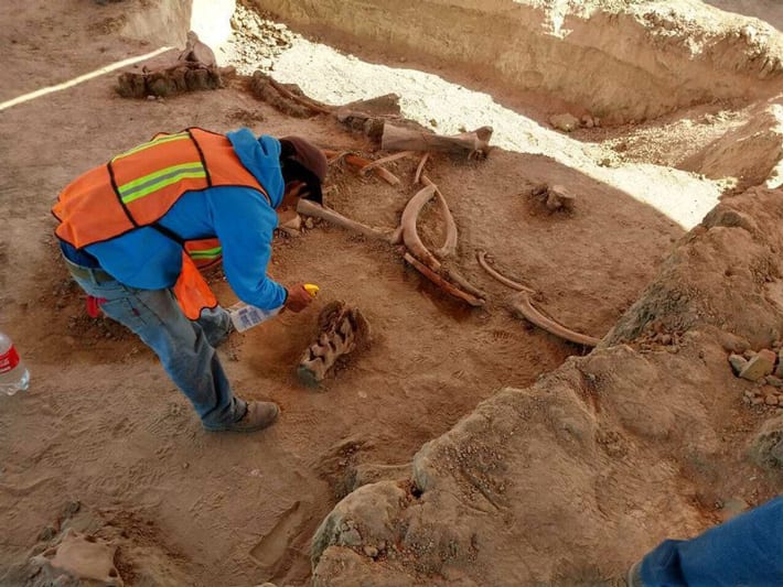 Dozens of Mammoths Discovered in Mexico - Archaeology Magazine