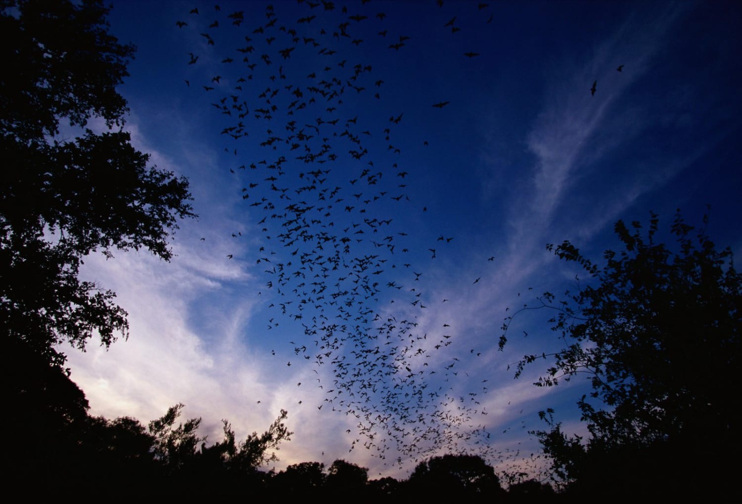 The Best Places Around the World to See Bats (by the Millions)