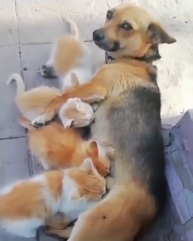 This dog feeding kittens with a sweet smile ☺ ❣️