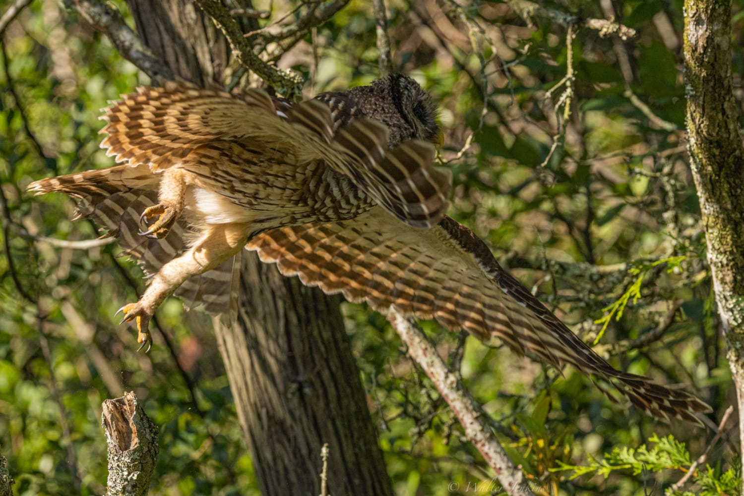 Barred Owl launch