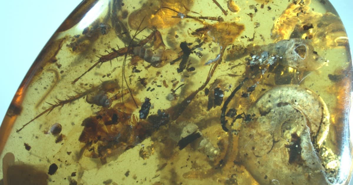 Sea creatures and land insects found together in ancient amber