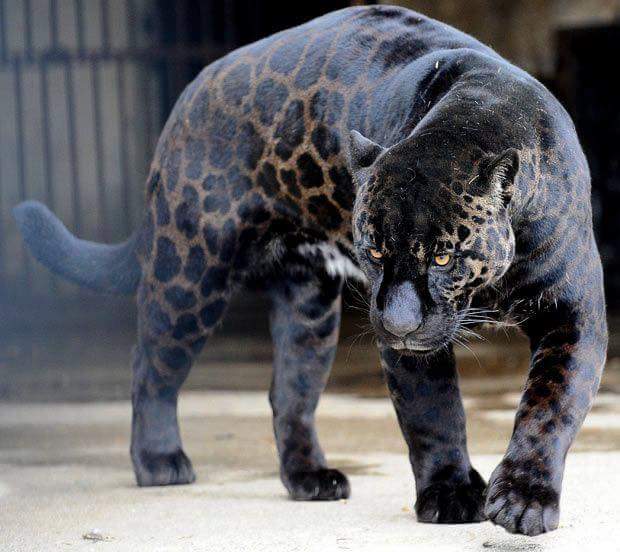 This black jaguar