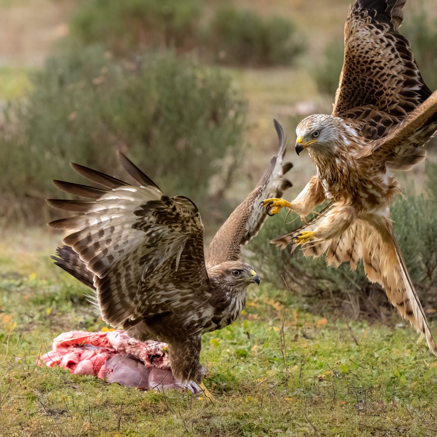Buzzard vs. Kite