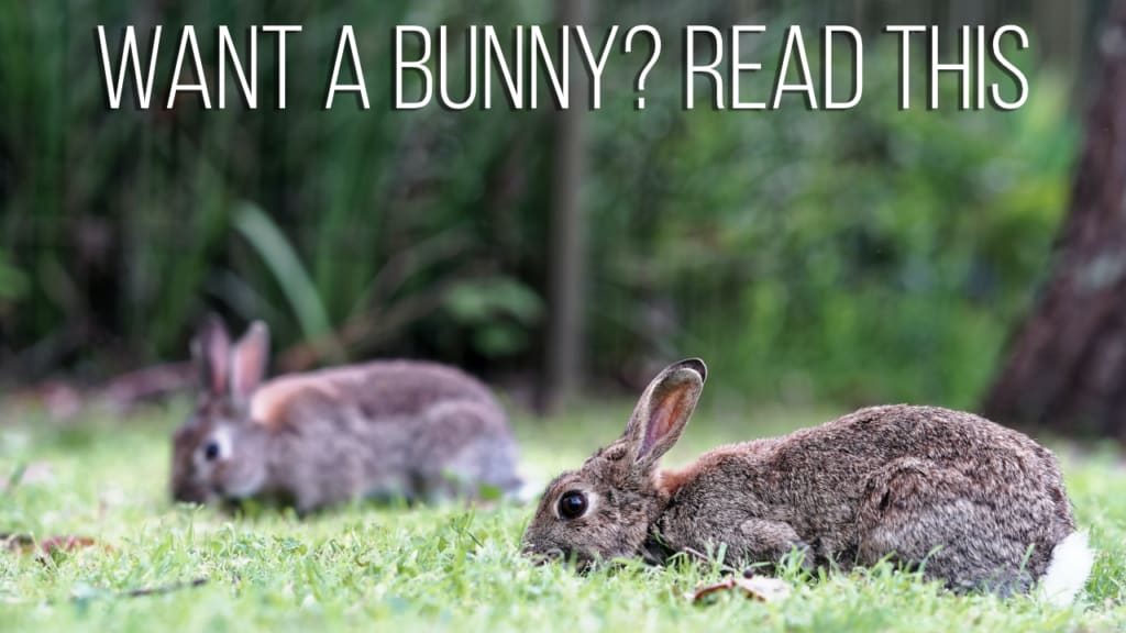 Before You Buy that Bunny, Read This