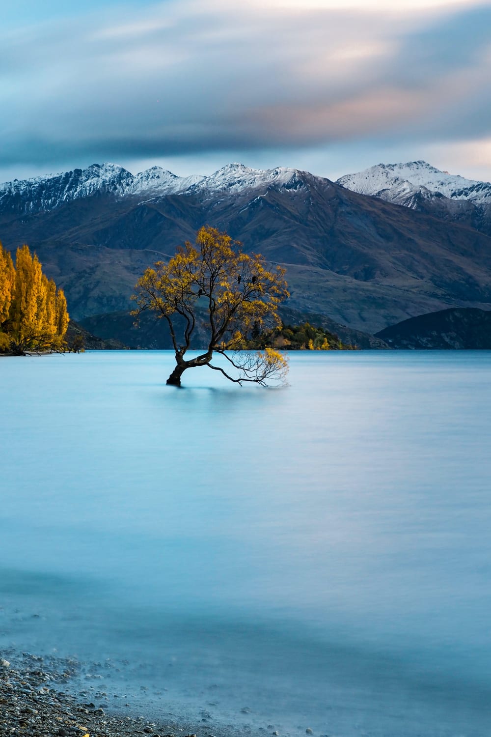 The Wanaka Tree on a cold autumn morning, New Zealand. (Photo credit to Kuno Schweizer)