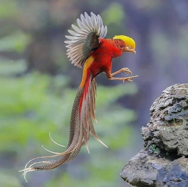 The golden pheasant (Chrysolophus pictus). Currently ,The most beautiful bird in the world.