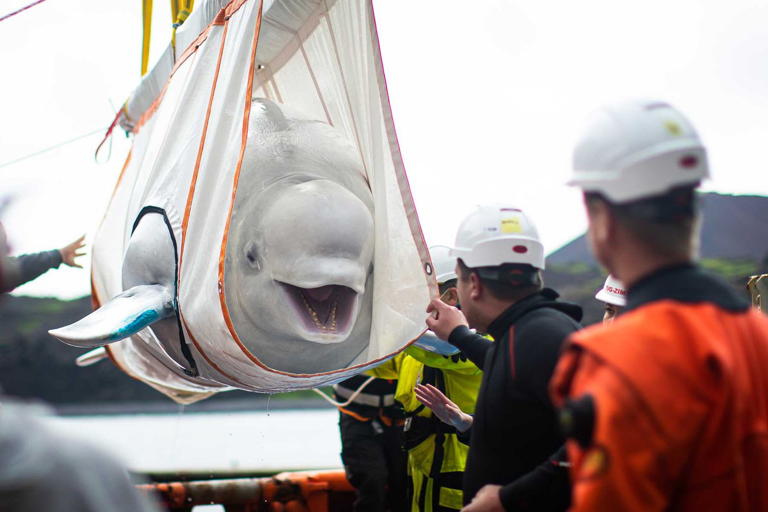 These Rescued Beluga Whales Are About to Swim in the Open Sea for the First Time in 9 Years