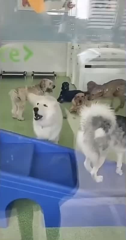 First day at doggy daycare (not oc)