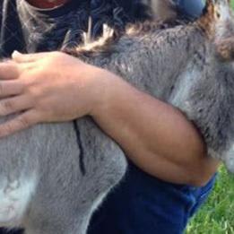 This newborn donkey has the cutest way of asking for hugs