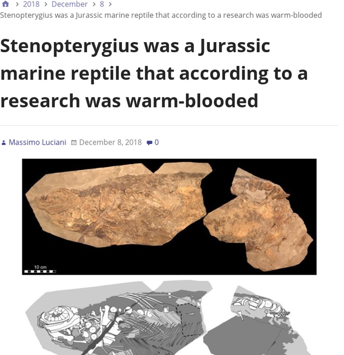 Stenopterygius was a Jurassic marine reptile that according to a research was warm-blooded