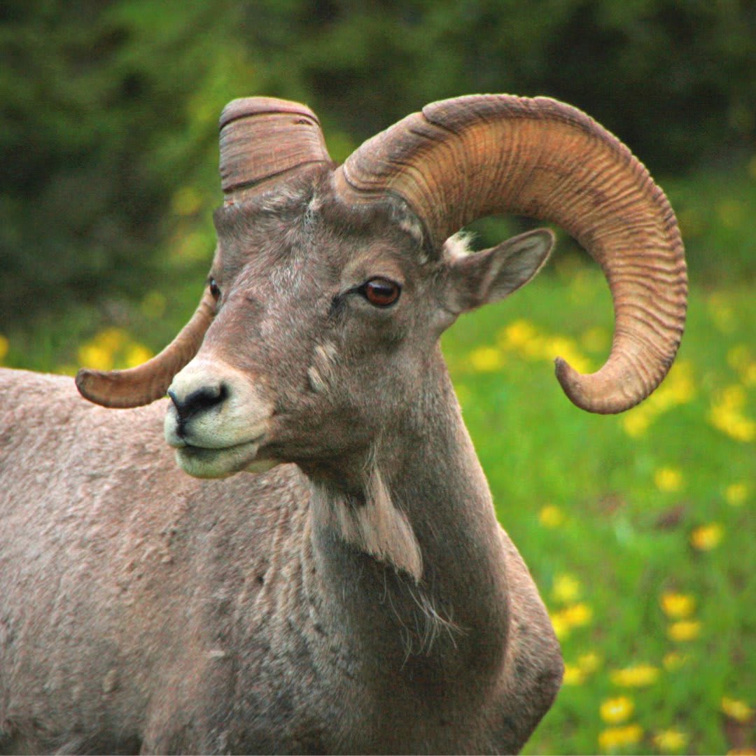 Over the river and through the woods…to the Elk Range of Colorado we go! Living in some of the most rugged mountains in the U.S, the Snowmass Bighorn sheep herd had some good news this year: