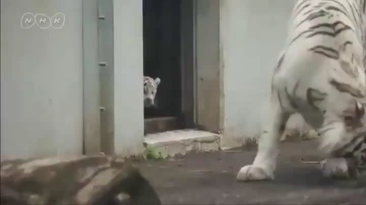 White tiger Mum!