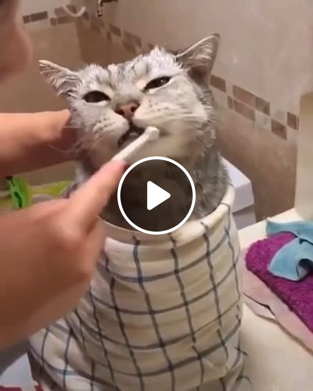Should You Brush Your Cat's Teeth? - video - pettopi.com - cat teeth,cute cat Videos,cute pet Videos,cat toothbrush Videos,cat dental cleaning