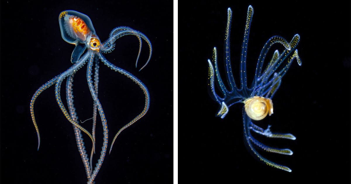 Marine Biologist's Blackwater Photos Uncover the Most Fascinating Creatures Hidden in the Ocean [Interview]