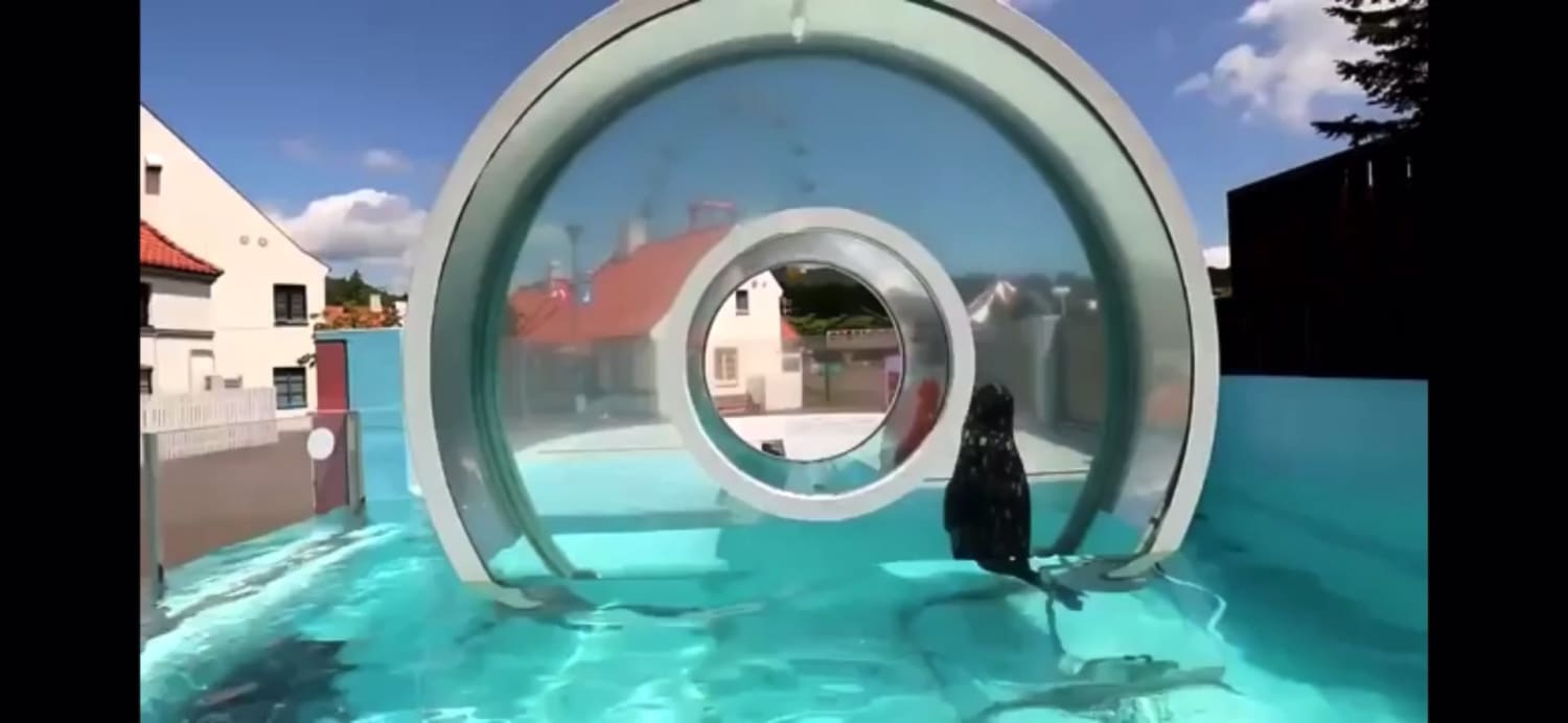 Somebody built this swimming structure for a Seal