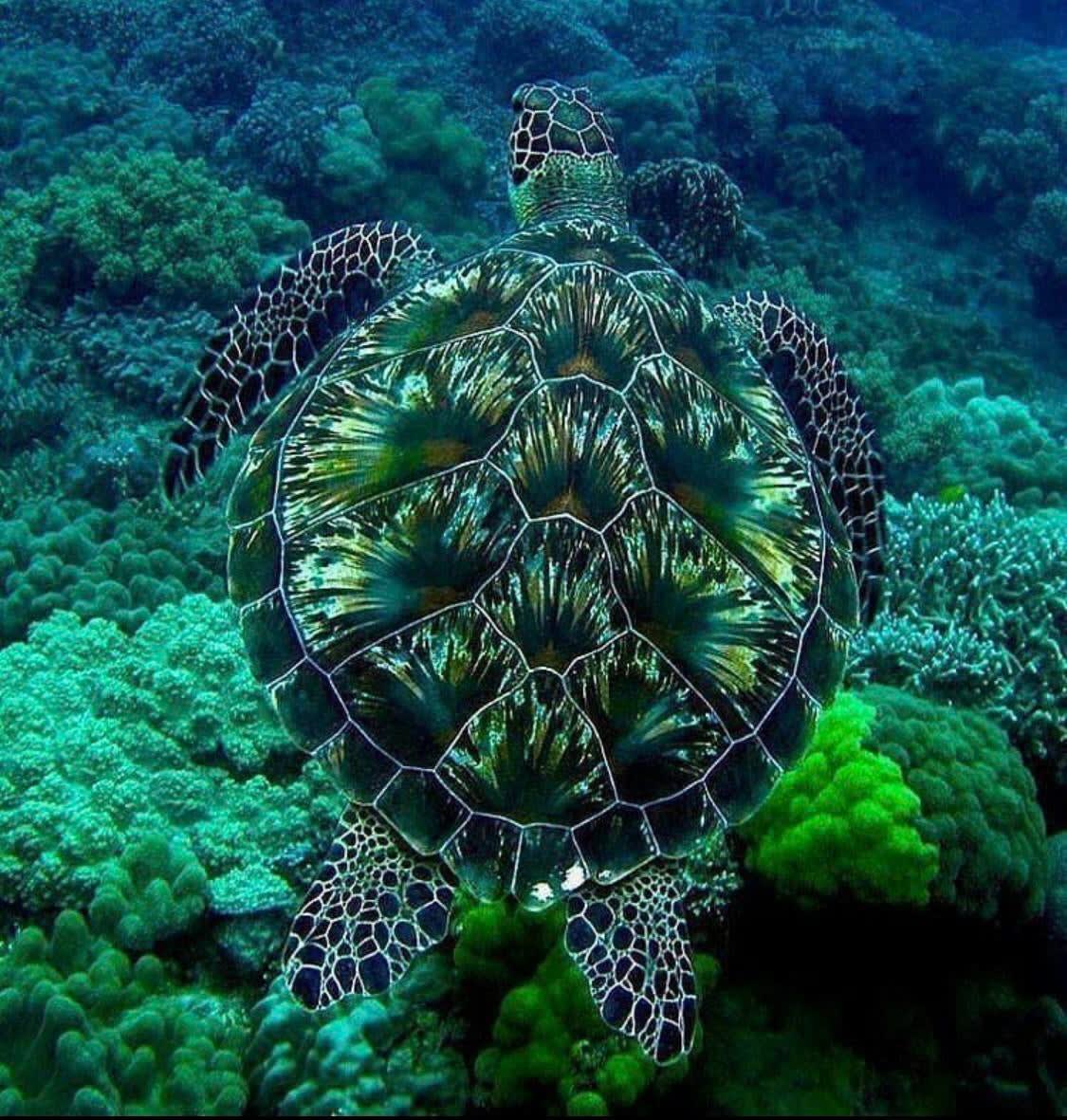 Insanely beautiful pattern on the back of a Green Sea Turtle