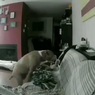 A surveillance camera caught the moment this dog took good owner's shoe to sleep next to while he was at work.