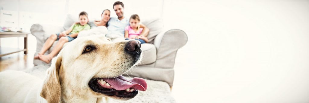 Pet Custody Agreement Free Sample Stipulation [California Family Code 2605 Easy Template]