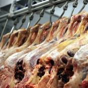 Ministers to bring forward legislation on CCTV in abattoirs