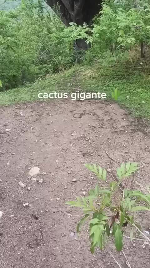 This very tall cactus