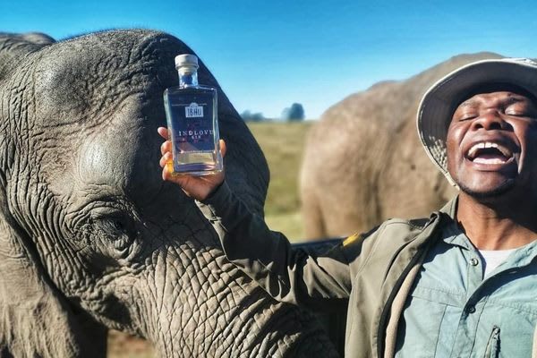 A South African Couple Has Turned Elephant Dung Into Award-Winning Gin
