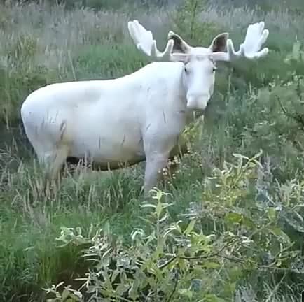 A rare albino moose