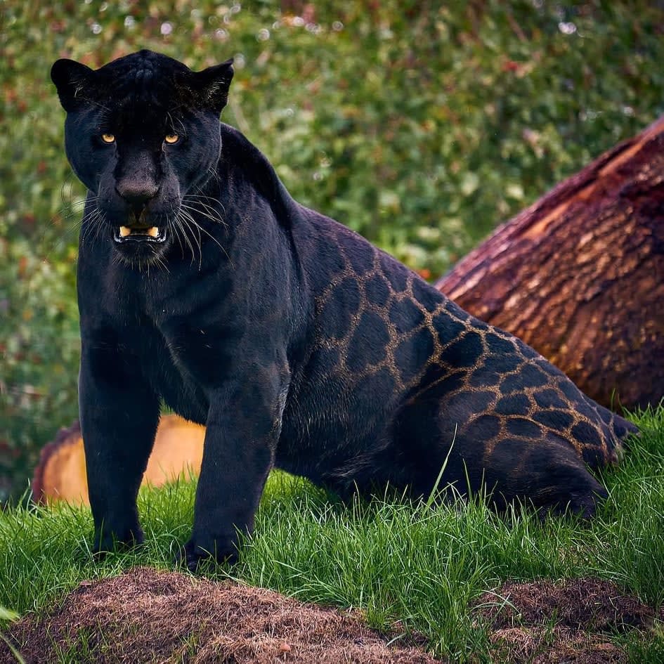 Neron the black jaguar is simply beautiful