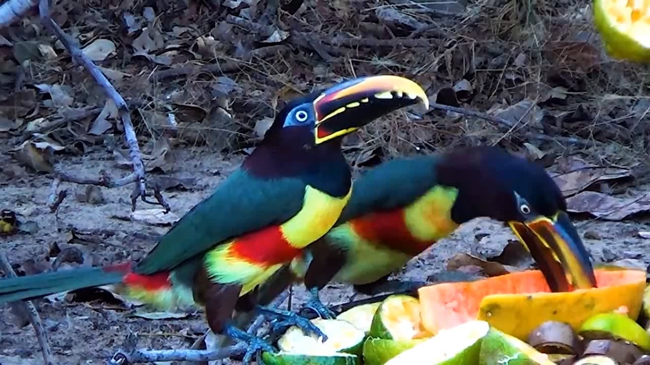 Araçaris are medium-sized Neotropical toucans that have brightly-colored plumage and large, contrastingly patterned bills. There are 14 species of araçaris in the genus Pteroglossus. These are chestnut-eared araçaris feeding on tropical fruits in a Brazilian backyard.
